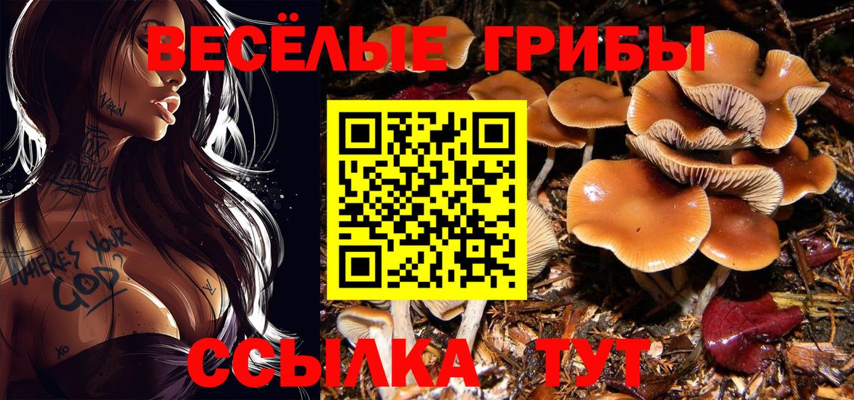 где купить наркотик  Псилоцибиновые грибы MAGIC MUSHROOMS  Вход с VPN  Бердск 